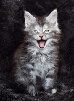 Maine coon Black silver Blotched  