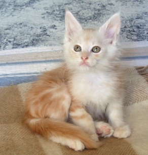Chaton Mâle Maine Coon Red Silver