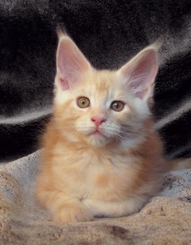 Chaton maine coon  red Silver Yvelines 78  