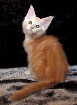 Lola Chaton Maine Coon roux  red silver Blotched Yvelines 78 